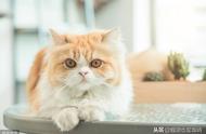 波斯猫的全面解析：从介绍到护理