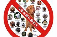 城市中可合法饲养的几种大型犬种