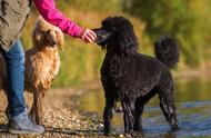 拥有一只“超大号贵宾犬”的生活体验如何？主人：生活艰难