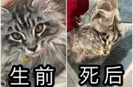 网购缅因猫花费上万，仅存活十天的悲剧