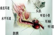 狗狗耳朵的独特结构使其容易受到细菌、真菌和寄生虫的侵袭