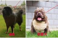 天津市内禁止饲养烈性犬种的公告