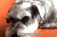 雪纳瑞犬的养护秘籍：揭秘养狗的好处