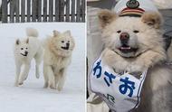 青森秋田犬失去爱妻后，每天沉浸在悲伤中