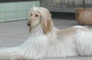 曲靖市公布烈性犬及大型犬名单，城区禁止饲养49种犬类！