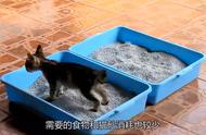 养猫必备：8种经济实惠且易养的猫咪推荐