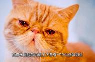 猫咪眼泪下棕黄色的奥秘：养猫经验分享