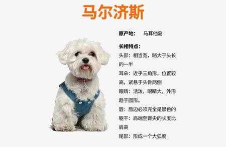 马尔济斯犬：理想的宠物伙伴