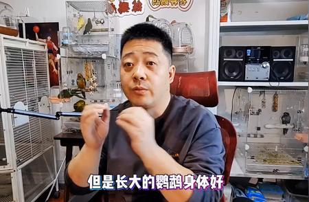 鹦鹉挑选指南：大小选择至关重要！#鹦鹉萌萌哒逗鹦鹉