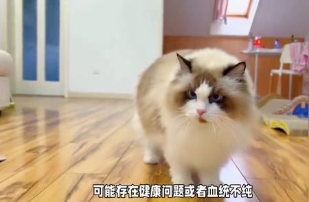 价格差异下的布偶猫：揭秘猫猫冷知识