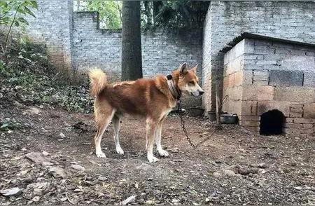 中华田园犬：血统尊贵的宠物狗，养过就无法忘怀？