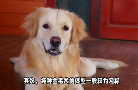 如何鉴别金毛犬的纯种性？揭秘几大辨别技巧