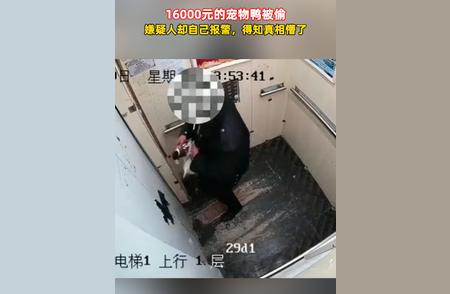 偷窃者自导自演：报警称柯尔鸭被盗实则自己作案