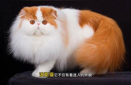 波斯猫：优雅而顺从的宠物之选