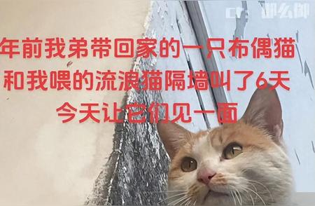 布偶猫：从猫界“最丑”到单身归来，网友笑翻！