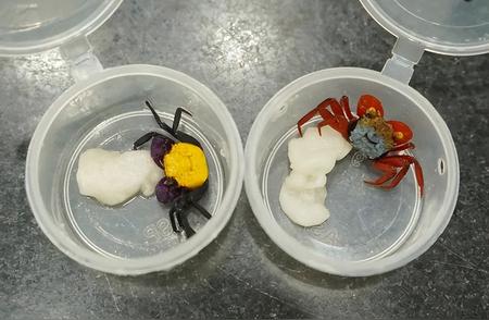 揭秘拱北海关截获的“吸血鬼蟹”：外来物种还是宠物走私？