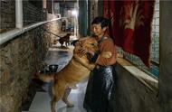 1300只狗的救助站：流浪动物的新家