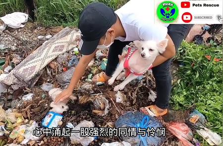 动物救助：拯救被遗弃的流浪狗
