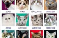 揭秘猫咪王国：探索各大品种的魅力