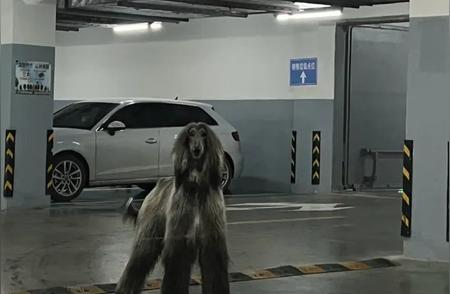 杭州车库惊险瞬间：女子遭遇巨型阿富汗猎犬