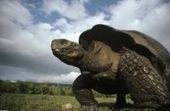 世界三大盾臂龟：哪一种成为了热门宠物？