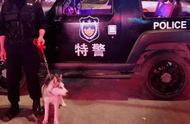 哈士奇逆袭成为警犬：勇敢与智慧并存