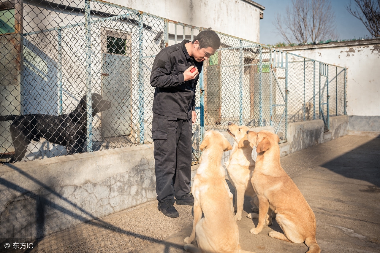 上海训犬师的日常 经营狗狗的“黄埔军校” 并提供宠物墓地