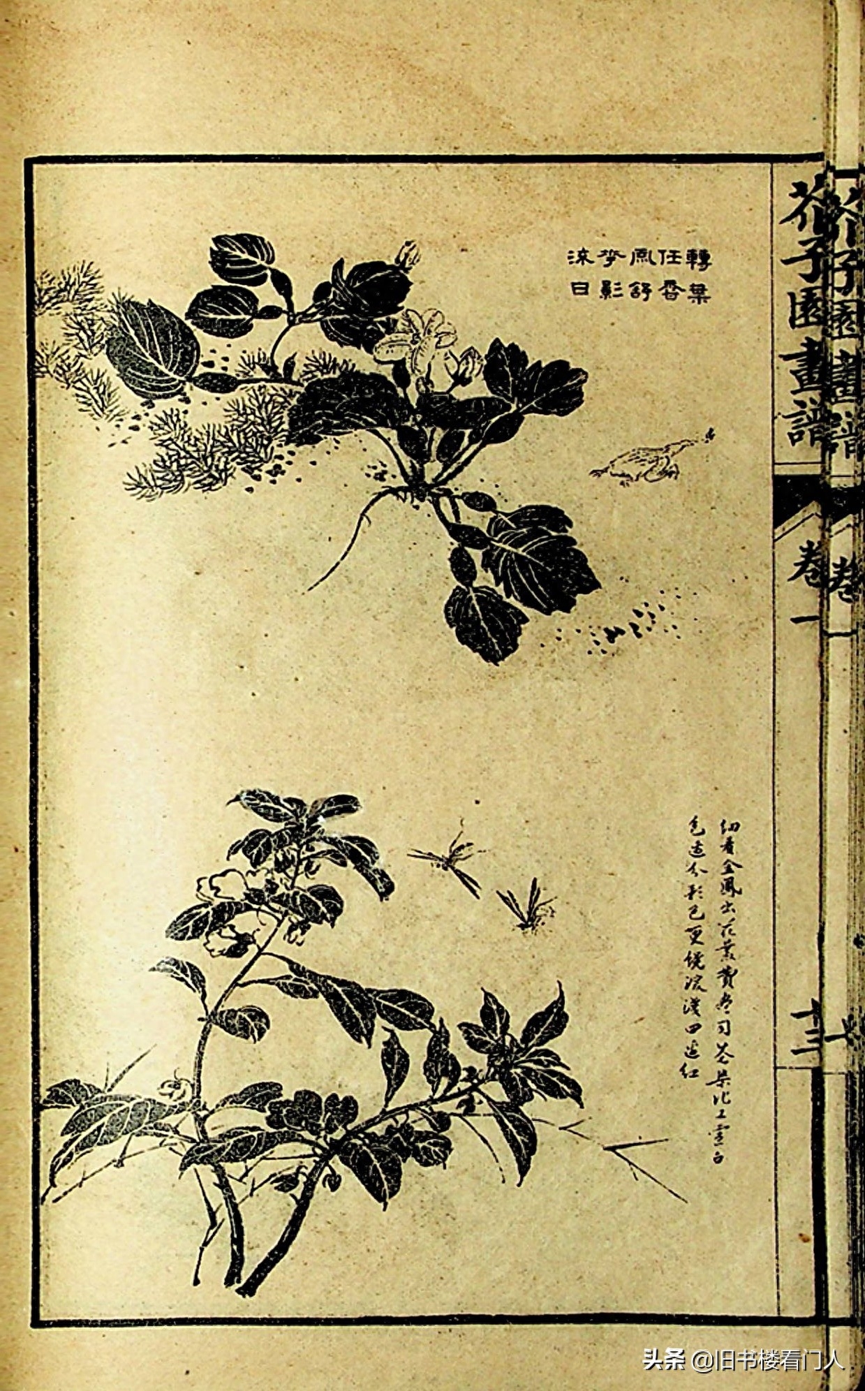 艺术类学画必修之书－《芥子园画谱·草虫花卉谱》