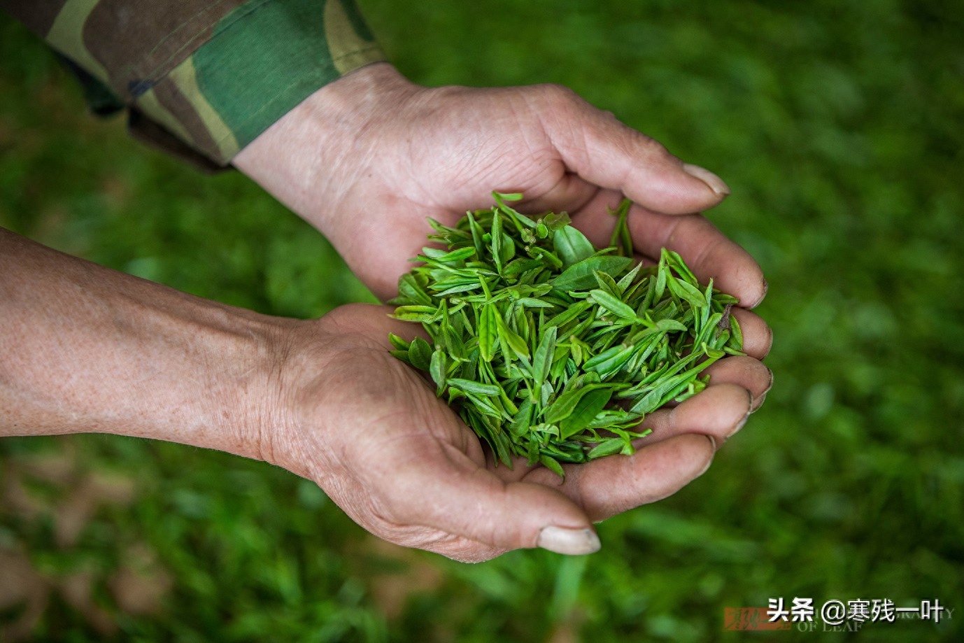 这才是真正的西湖龙井，与景区买的龙井茶价格相差很多，别被骗了