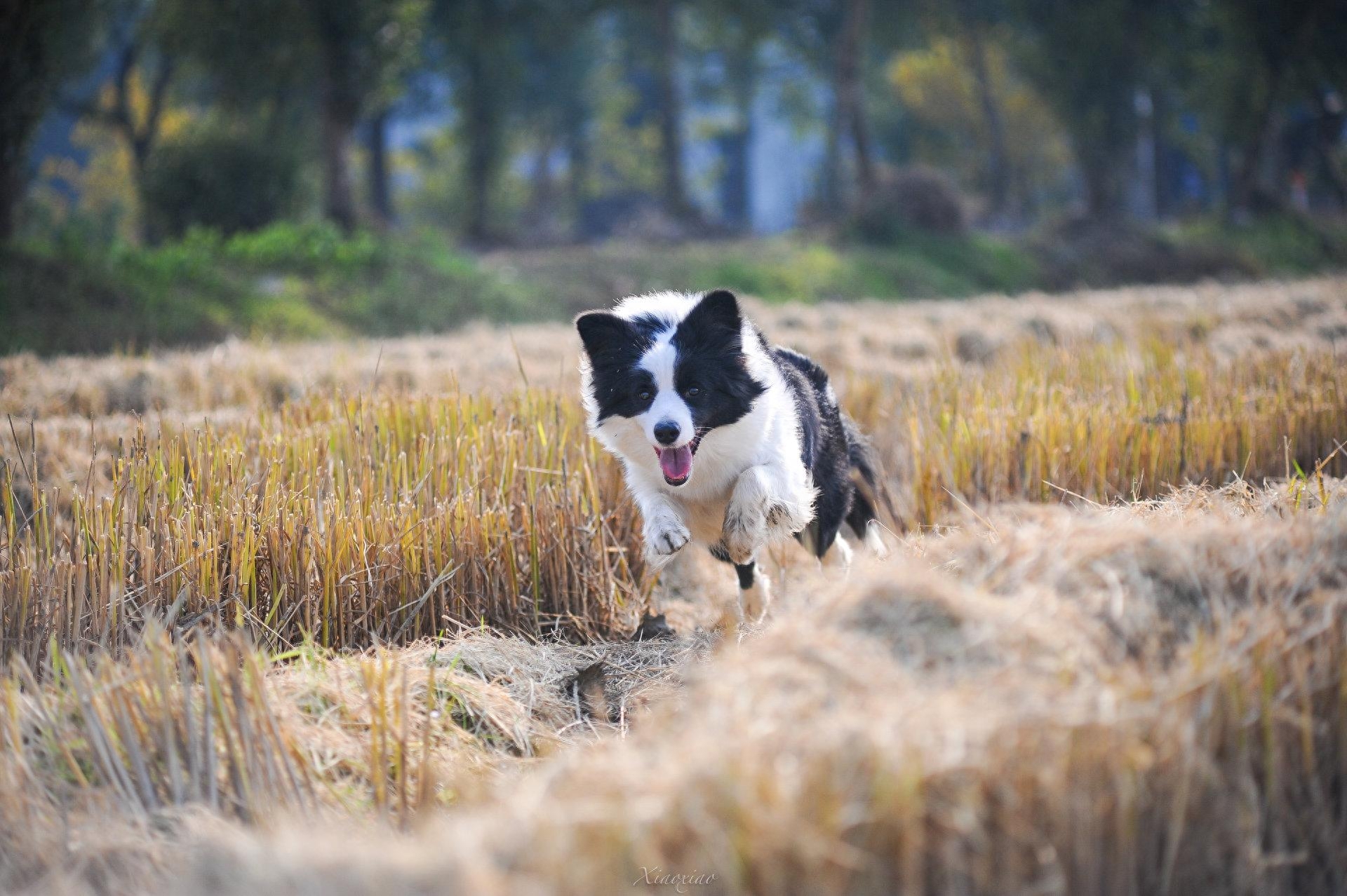 边境牧羊犬：一种智商与长相成正比的狗狗。了解后，爱了