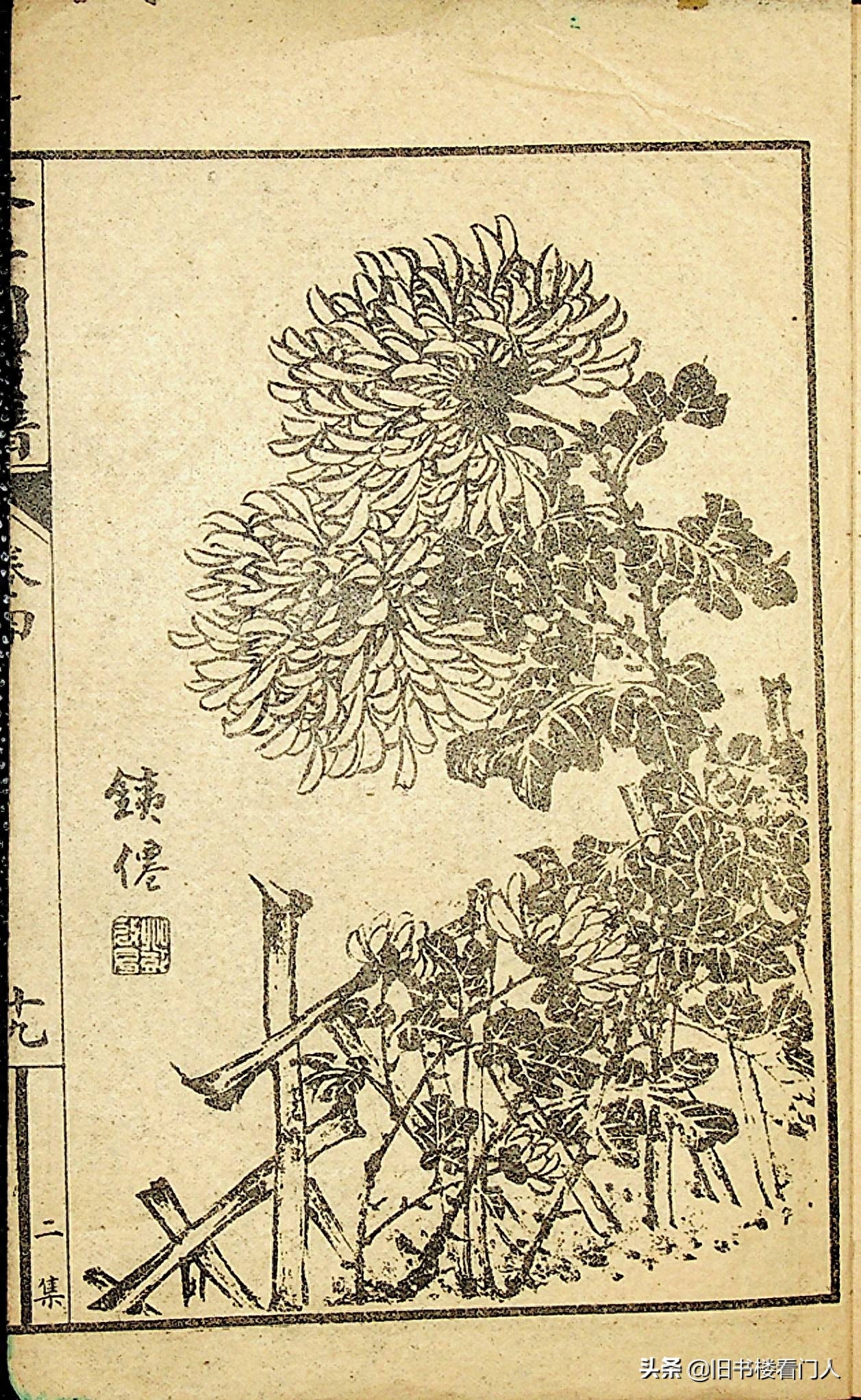 艺术类学画必修之书－《芥子园画谱·菊谱》