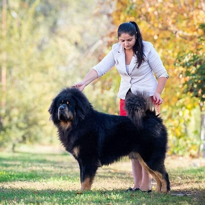 「藏獒特辑」：世界上最古老的稀有犬种，最后一张太像狮子了