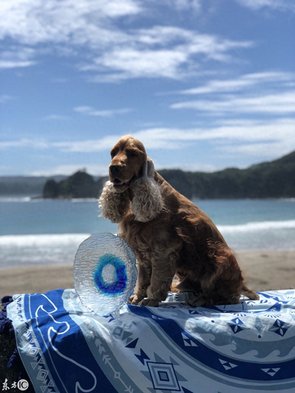 会冲浪的英国可卡犬在日本海浪引起围观