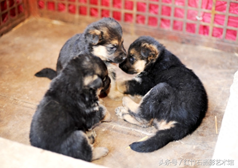 世界十大名犬威武德国牧羊犬幼犬图集呆萌又严肃看了你也想养一只