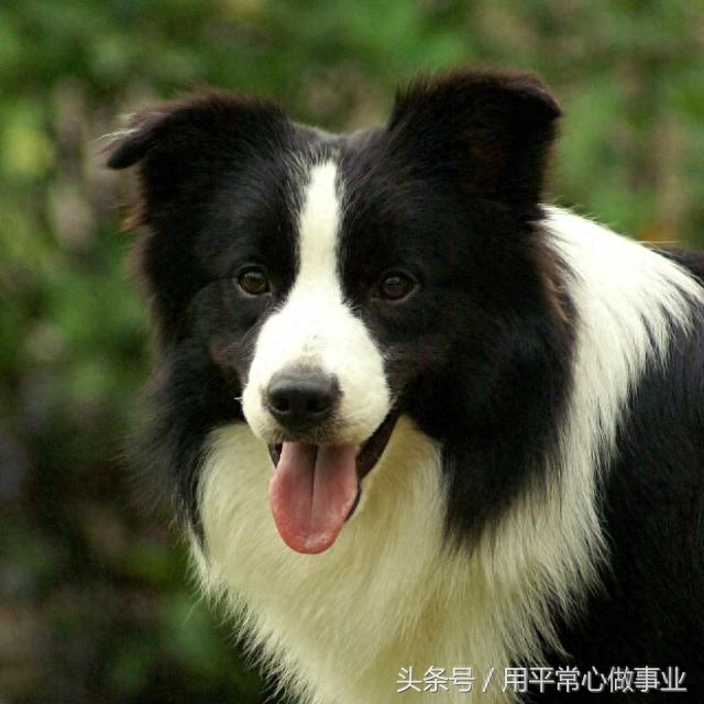 世界犬种智商排行第一的名犬-边境牧羊犬