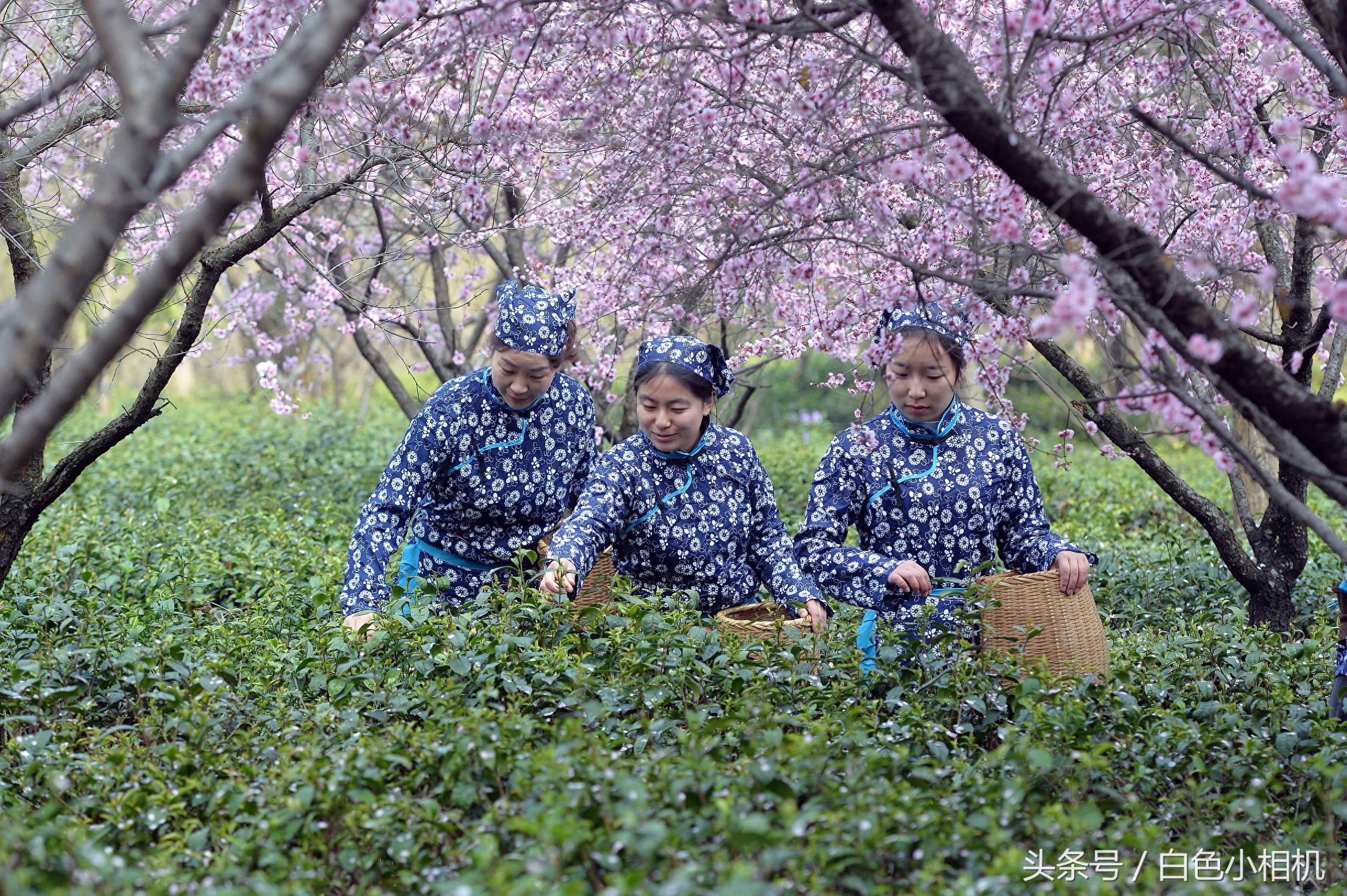 留香数十载 头锅钟山雨花茶开炒