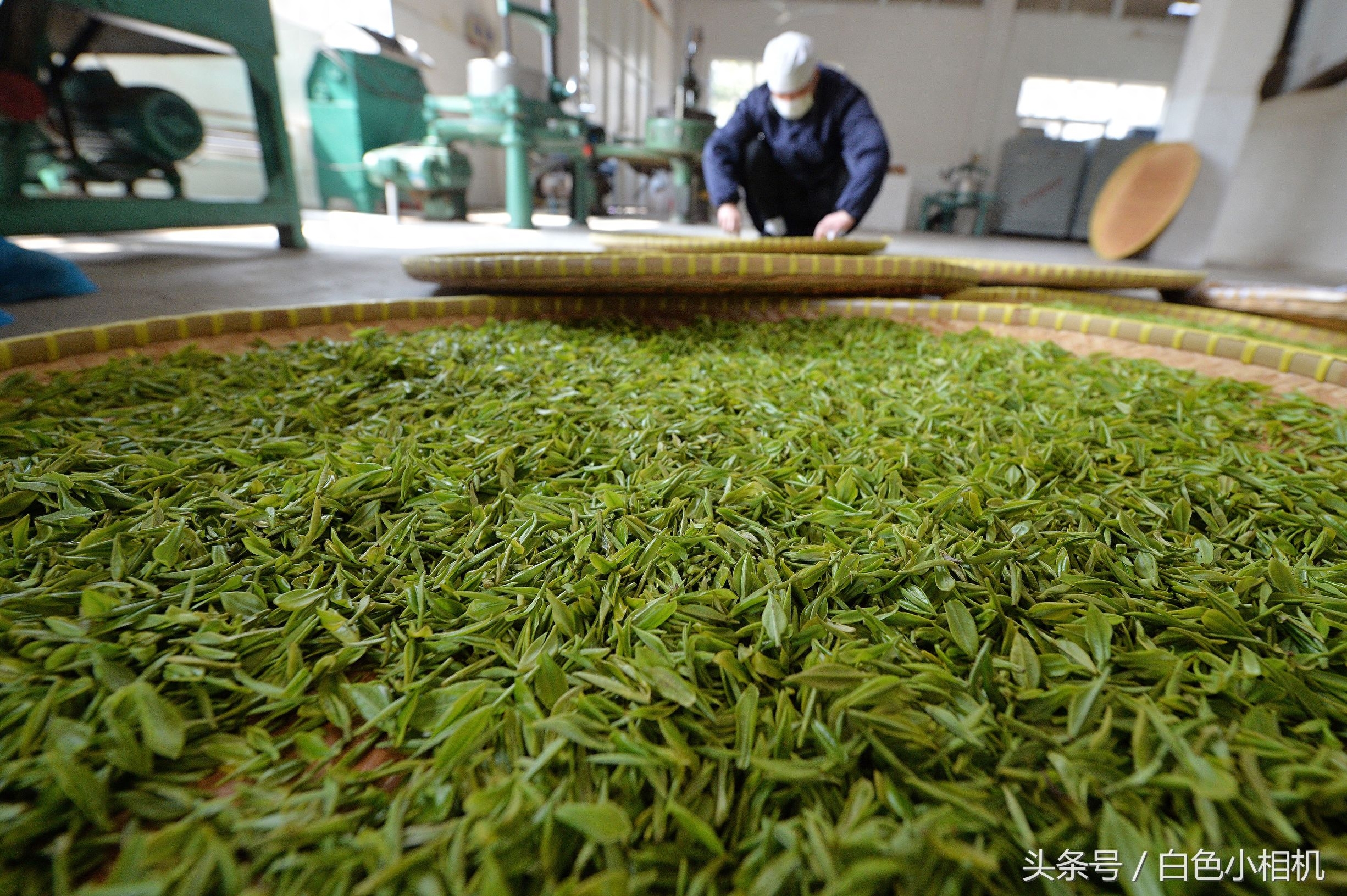 留香数十载 头锅钟山雨花茶开炒