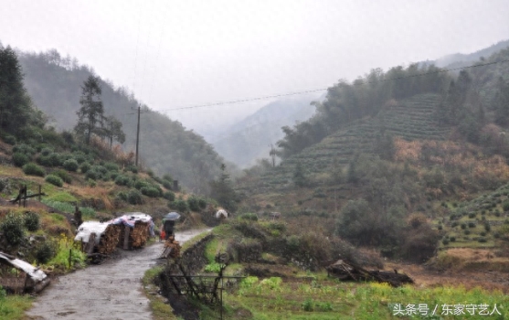 在太平湖的岛上，住着几十户种茶的中老年村民，世代守护太平猴魁