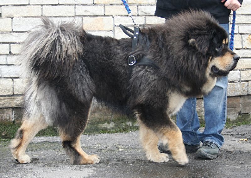 藏獒 Tibetan Mastiff