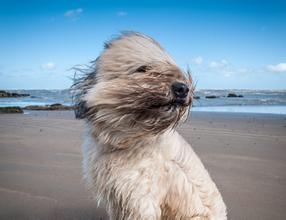 传说中的拖把狗-波利犬，扎克伯克的最爱