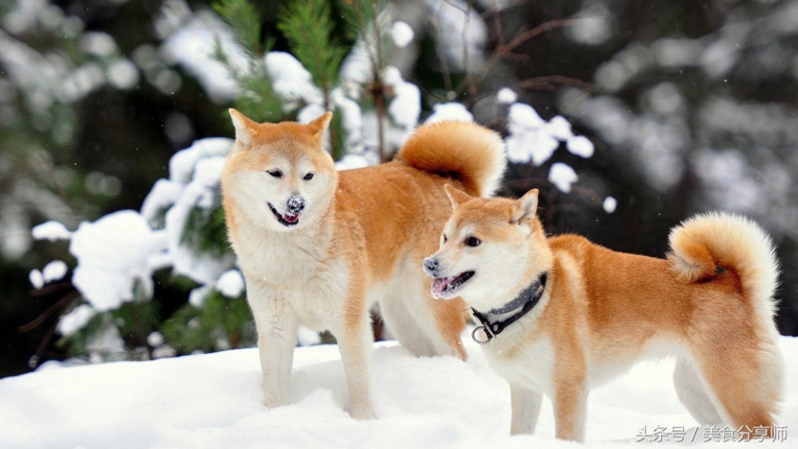 日本名犬秋田犬