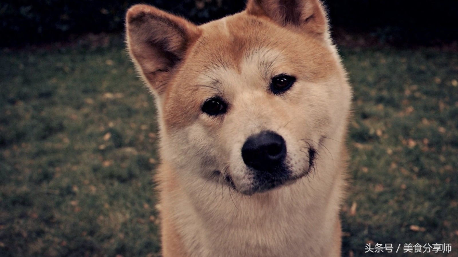 日本名犬秋田犬