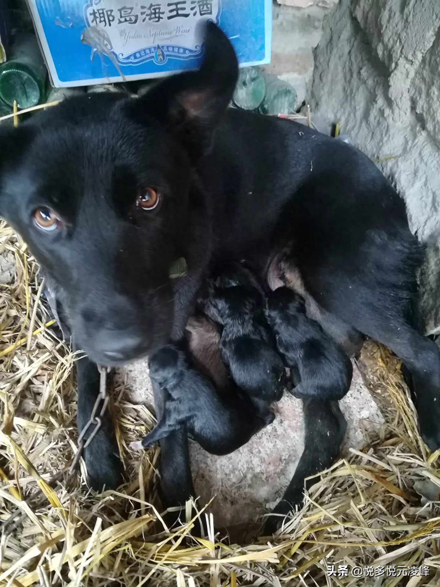 中华田园犬