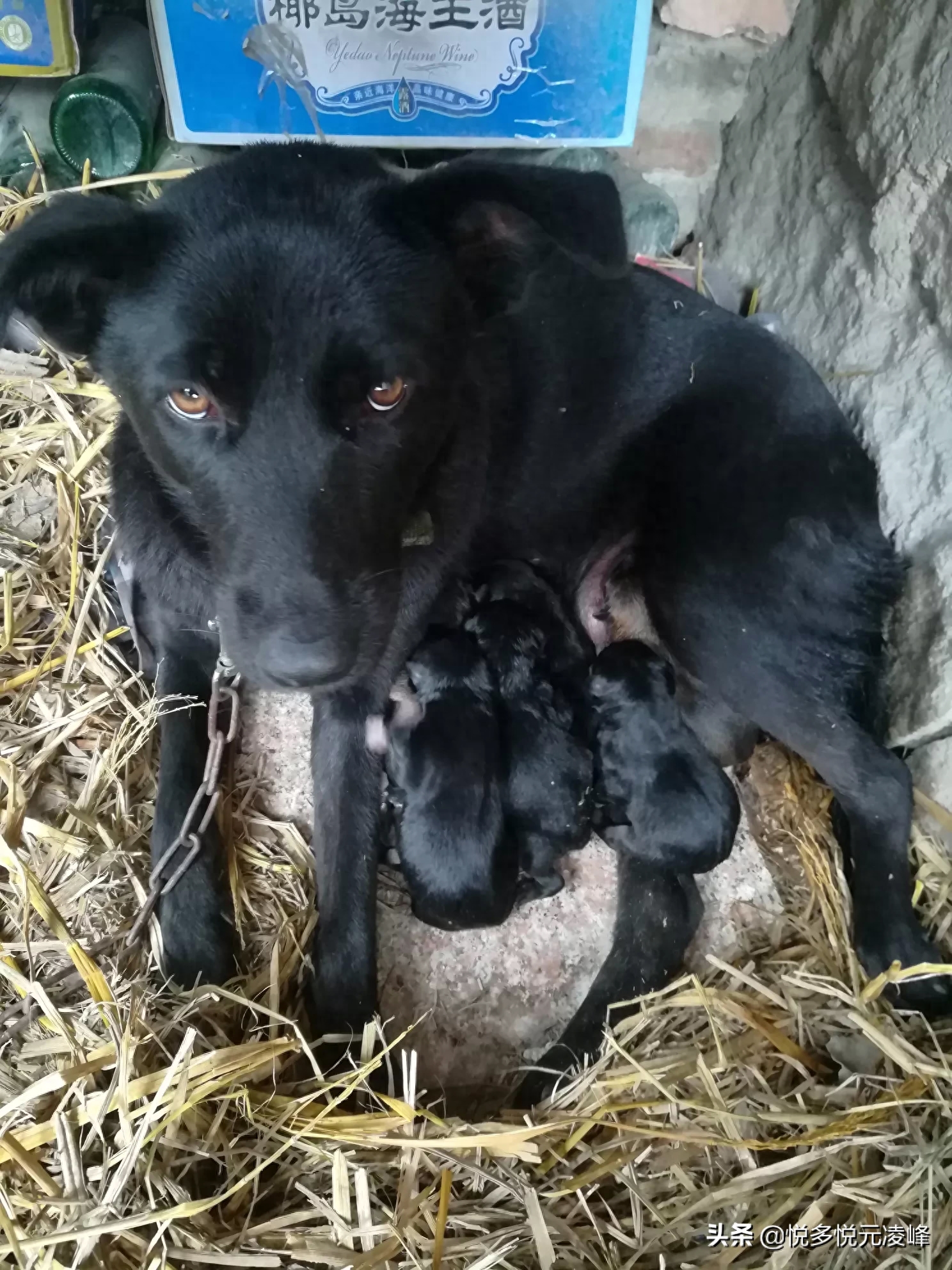 中华田园犬