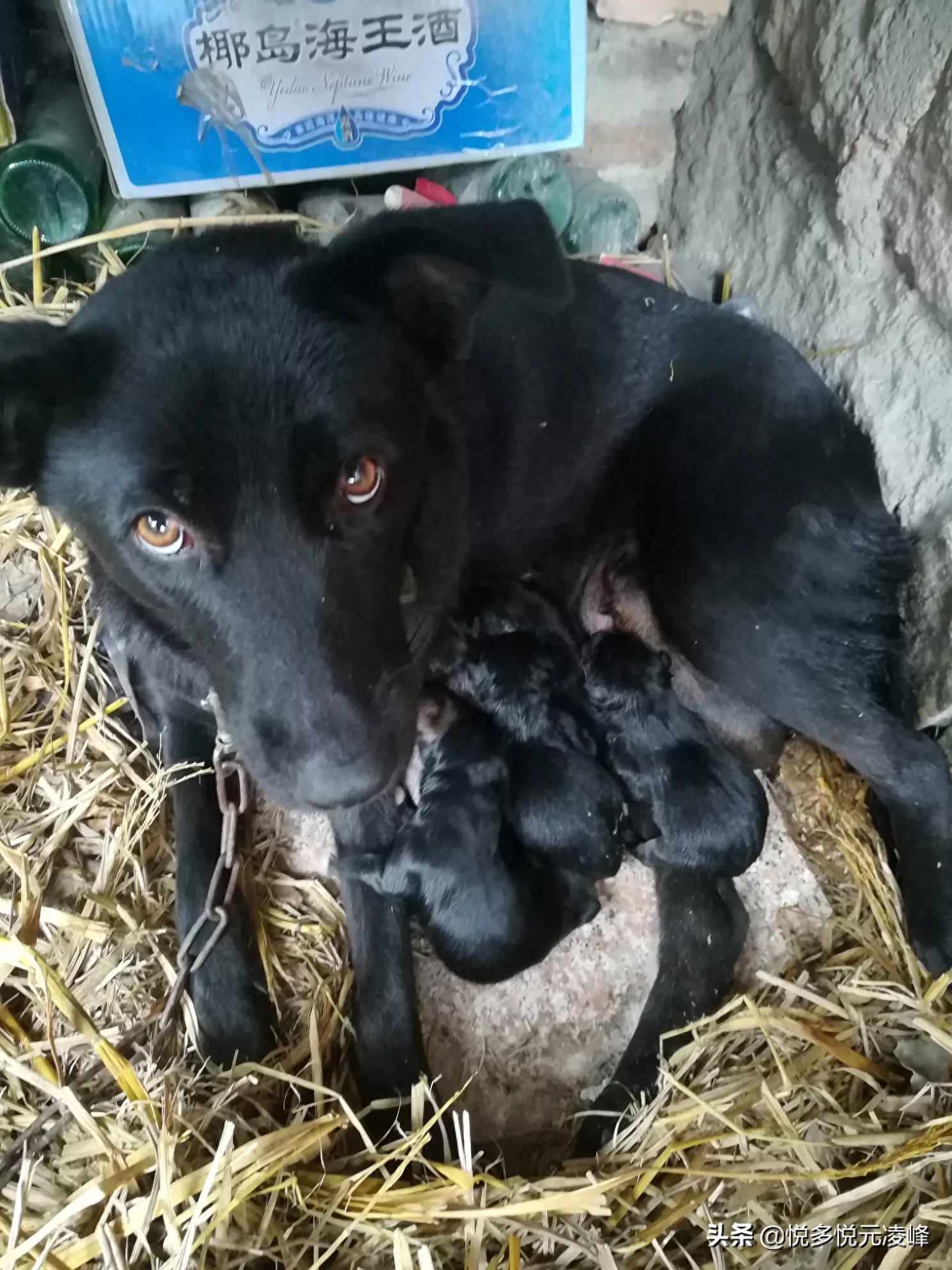 中华田园犬