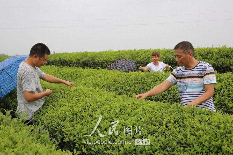 江西泰和：秋茶开摘