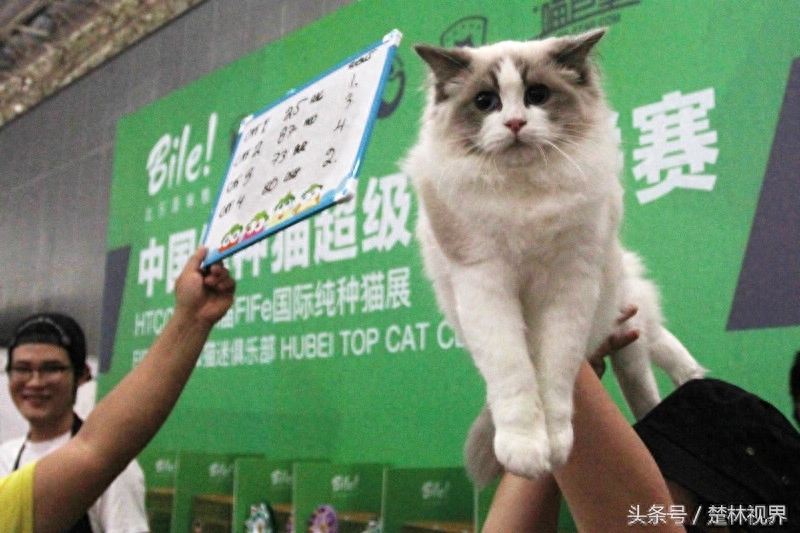 中国纯种猫职业超级联赛在武汉举行 这可是宠物猫的专业级比赛