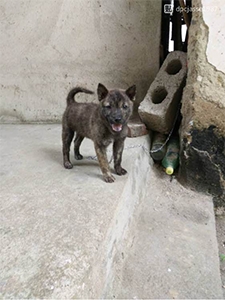 中华猎犬的瑰宝，永不熄灭的猎犬之魂--中华虎斑犬