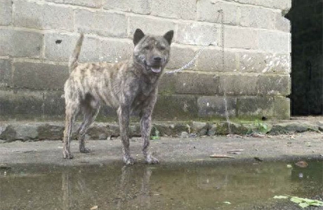 中华猎犬的瑰宝，永不熄灭的猎犬之魂--中华虎斑犬