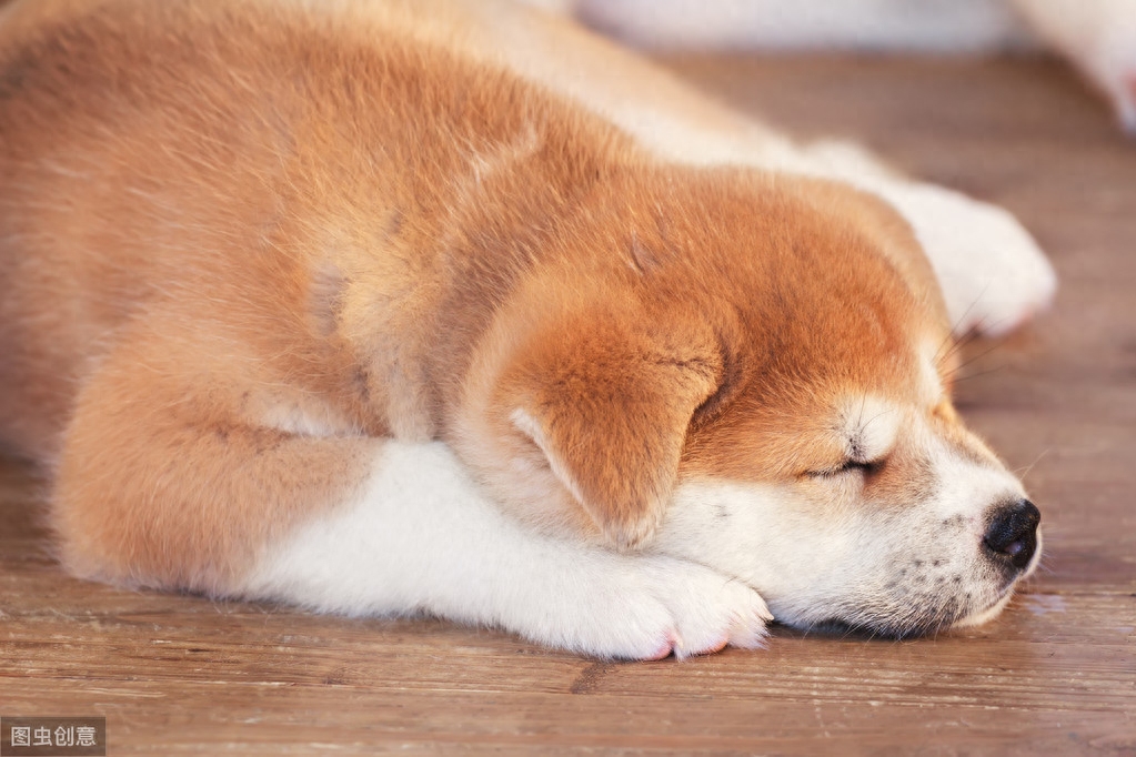 忠犬八公原型，秋田犬虽然忠诚，但这种狗狗并不容易养